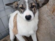 🐾Sanfte Scarlet sucht Geborgenheit🐾 - Eislingen (Fils)