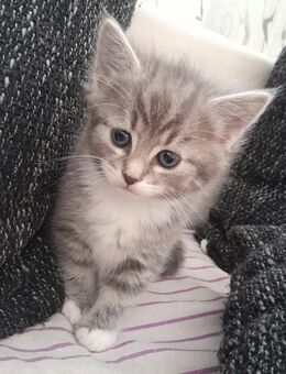 Maine Coon Mix Kitten Geschwister - Hürth