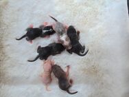 Mega süsse Rennmausbabys suchen Futtergeber mit Herz. - Mannheim