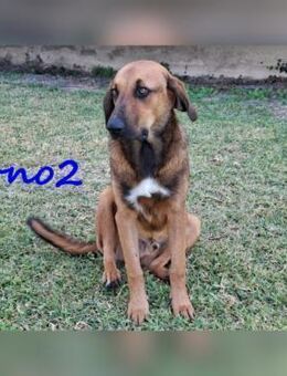 Bono2 ein Welpe möchte in die Welt 10/24 - Ruppertsecken