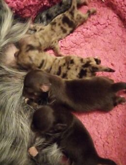 Chihuahua 2 Mädchen 2 jungen lang Haar - Hannover