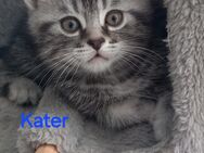 Bkh mix kitten - Bochum