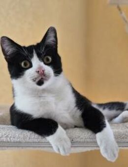 Manhattan - geb. 05/2024 - BKH Mix - Eibenstock