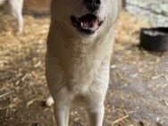 Snow Cone ist sensibel 🐾 - Elsdorf (Nordrhein-Westfalen)