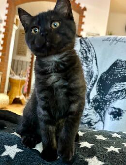 BKH Kitten aufwachsend mit Hund - Bottrop