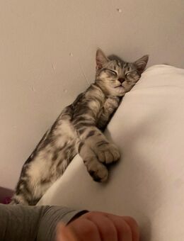 Katze - Aachen