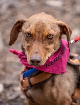 YELLOW - sucht Beschäftigung und Liebe - Seggebruch
