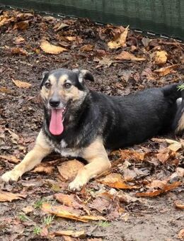Zuwendungsbedürftige freundliche KIRA♥️ - München