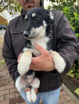 Ash Kleine Zaubermaus mit großem Herz - Schlitz