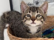 Katzenbabys suchen ein neues Zuhause - Greven (Nordrhein-Westfalen)