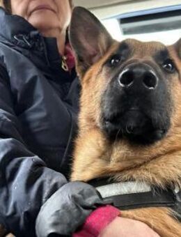 Herzensbrecher Ross sucht seine Familie - Bielefeld