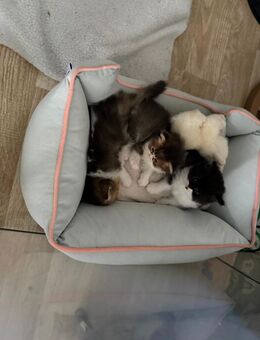 Britisch Langhaar kitten - Baesweiler