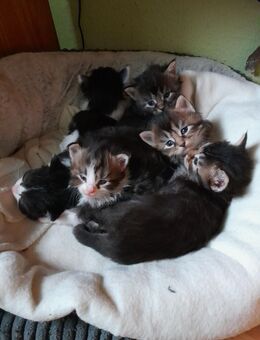 Norwegische Waldkatzen, Babys - Zwenkau