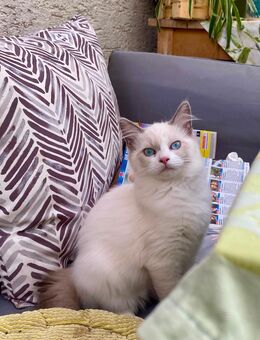 Noch 1 reinrassige Ragdoll Kitten abzugeben! - Erftstadt