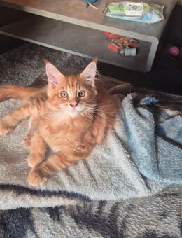 Main coon Kater - Hessisch Lichtenau