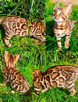 Exklusive Bengal Kitten mit Stammbaum kostenlose Ratenzahlung möglich - Treuenbrietzen