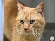 Garfield sucht liebevolle Stelle - Untergruppenbach