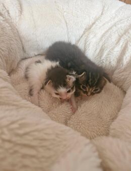 2 Mainecoon Kitten Typ Tabby - Langenhagen
