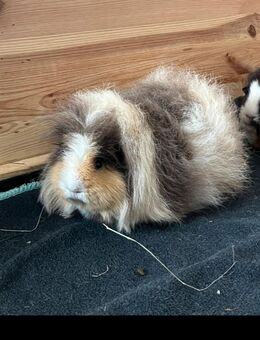 Meeries suchen neues Zuhause - Karlsruhe