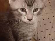 Maine Coon Mix Kitten / Katzenbabies - Moormerland