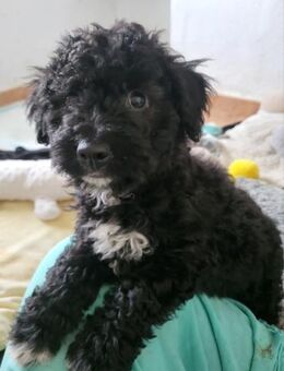 Süße Amara wartet auf dich - Grevenbroich