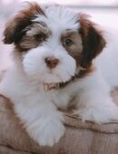 Reinrassige Havaneser Welpen suchen ein liebevolles Zuhause! in 10405