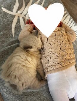 Nur noch 2 zauberhafte Ragdoll ähnl. Heilige Birma Kitten! Katzenbabys / Babykatze - Neu Wulmstorf