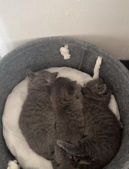 Reinrassige BKH kitten abzugeben - Dortmund