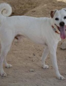 Zeus sucht ein neues Zuhause - Duisburg