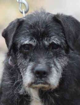 Opa Kalmann - sehr lieb & freundlich - Lohmar