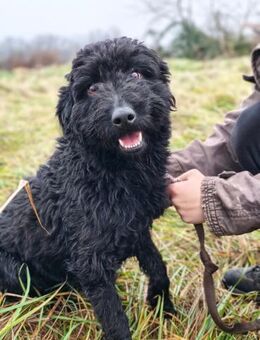 Ivy - schwarze Locke - Grainau