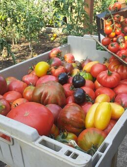 Tomatensamen alte, samenfeste Sorten - Halle (Saale)