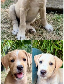 Goldendoodle x Amerikanische Bulldogge mix Welpen - Kloster Lehnin