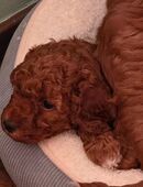 Noch 1 Reinrassiger Zwergpudel/Kleinpudel braun männlich in 44135
