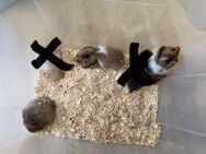 Teddyhamster Jungtiere - Remseck (Neckar)