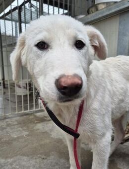 JOELE- sehr lieber, junger Rüde 💕 - Marienfließ