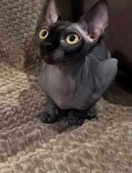 Sphynx Kitten weiblich - Schwerin