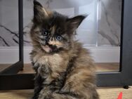 traumhafte Maine Coon Kitten - Bielefeld