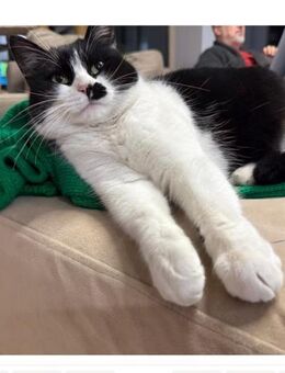 🌸 Sanfte Katze Maamy 🌸 - Eislingen (Fils)