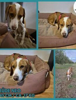 lieber Bracken Rüde Neo sucht Zuhause - Margetshöchheim