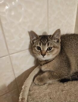 Kitten nur zusammen abzugeben - Saarbrücken