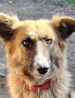 UMA war alleine auf der Strasse - Gefrees