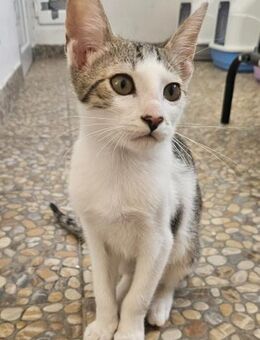 Luggi erobert Herzen im Sturm 🩵🤍 - München