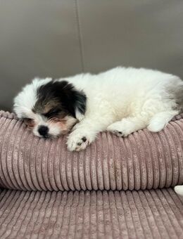 Maltipoo Welpen Rüden - Mechernich