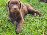 Labrador Welpen in braun ein Traum in dunklem Schoko mit Ahnentafel - Eichenzell