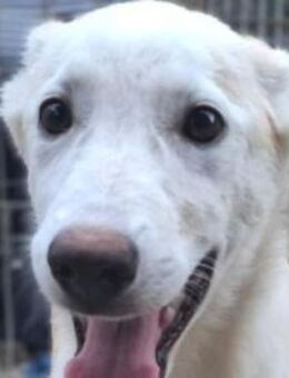 SINA-freundliche, liebe Jung-Hündin,59cm - Rösrath