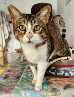 Gemütlicher Schmusekater Romero - Bad Camberg