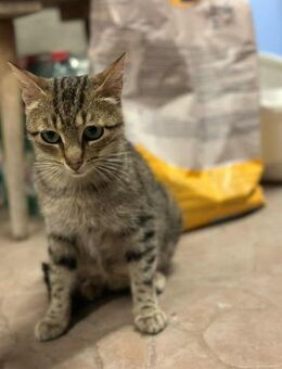 Tigermädchen Flia sucht ihre Familie - Margetshöchheim