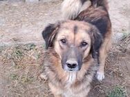 Herzenshund gesucht? - Mannheim