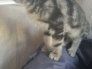 Baby Kater sucht ein neues Zuhause - Schopfloch (Baden-Württemberg)